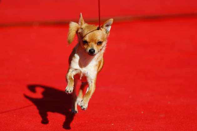 Entertainment Themen der Woche KW03 Entertainment Bilder des Tages Dog Show in Lalitpur, Nepal - 18 Jan 2025 A Chiwawa participates in the 3rd BAIRO Championship Dog Show, organized by the Kennel Club of Nepal at Jawalakhel Football Ground. Showcasing a variety of breeds, including Rottweilers, Huskies, German Shepherds, Golden Retrievers, Pugs, Labradors, and more, the event aimed to enhance dog breeds and nurture world-class competitors, drawing thousands of enthusiastic dog lovers. Lalitpur Nepal Copyright: xSkandaxGautamx xSOPAxImagesx _03I7314