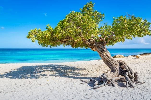 Idyllic translucent caribbean beach with Divi Divi tree in Aruba, Dutch Antilles , 48036042.jpg, relax, vacation, peaceful, beach, tropical climate, scenics, landscape, vacations, travel, tourism, getting away, horizontal, no people, idyllic, tranquility, turquoise, blue, island, summer, sunny, seascape, nature, paradise, caribbean sea, caribbean, sunrise, sky, secluded, aruba, dutch antilles, dutch caribbean, sand, aruba beach, lesser antilles, eagle beach, palm beach, majestic, lagoon, bonaire, green, solitude, horizon over water, divi divi, divi tree, single tree, tropical tree RECORD DATE NOT STATED