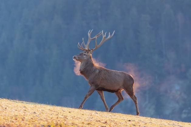 Creative Highlights World Ein Rothirsch (Cervus elaphus) überquert im ersten Licht des Tages eine mit Raureif bedeckte Wiese. Sein Atem kondensiert in der kalten Luft. Im Hintergrund ist ein Wald zu sehen A red deer (Cervus elaphus) crosses a meadow covered in hoar frost in the first light of day. Its breath condenses in the cold air. A forest can be seen in the background Copyright: imageBROKER photoholic ibxprw12131732.jpg