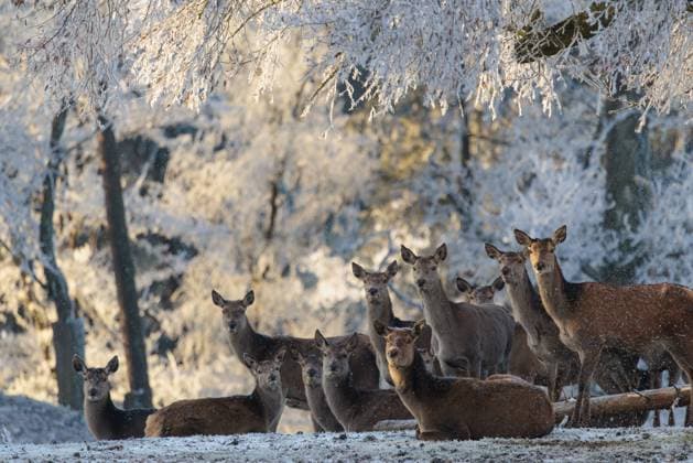 Creative Highlights World Eine Herde weiblicher Rothirsche (Cervus elaphus) steht im Gegenlicht auf einer mit Raureif bedeckten Wiese, mit einem mit Raureif bedeckten Wald im Hintergrund A herd of female red deer (Cervus elaphus) stands against the light in a meadow covered in hoarfrost, with a forest covered in hoarfrost in the background Copyright: imageBROKER photoholic ibxprw12131768.jpg