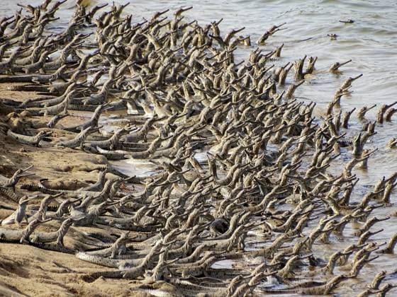 Creative Highlights World Gharial-Schlüpflinge, Gavialis gangeticus. Fischfressendes Krokodil. Vom Aussterben bedroht. Chambal-Region, Indien Gharial hatchlings, Gavialis gangeticus. Fish-eating crocodile. Critically Endangered. Chambal region, India Copyright: xZoonar.com RealityImagesx 22627945