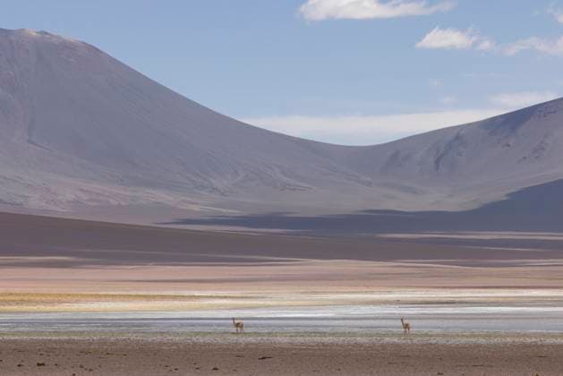 Creative Highlights World Serene desert landscape with grazing wild vicunas San Pedro de Atacama, Antofagasta, Chile CR_NEAN250117B-1628579-01