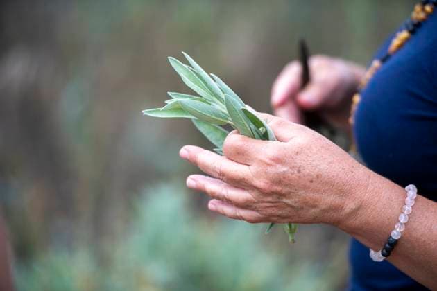 Woman holding freshly cut harvested sage San Diego, California, United States R_FRRO250117B-1603001-01 ,model released, Symbolfoto