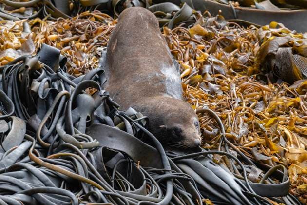 Creative Highlights World Wildlife In Otago Peninsula In New Zealand A fur seal rests at Shag Point in coastal Otago, New Zealand, on January 21, 2025. Palmerston New Zealand  Copyright: xSankaxVidanagamax originalFilename: vidanagama-notitle250121_np0Qo.jpg