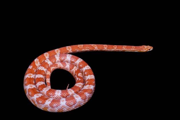 Pink corn Snake, Pantherophis guttatus, isolated on black background , 48452770.jpg, animal, themes, copy, space, creature, cut-out, half, face, horizontal, indoor, isolated, white, no, people, panoramic, reptile, snake, species, studio, shot, vertebrate, background, wild, wildlife, viper, yellow, zoology, herpetology, rat snake, sinister, juvenile, dangerous, colorful, predator, crawling, beauty, endangered, nature, pet, exotic, rain forests, venom, hunter, alive, fauna, reptilian, Pink, corn Snake, Pantherophis guttatus, orange RECORD DATE NOT STATED