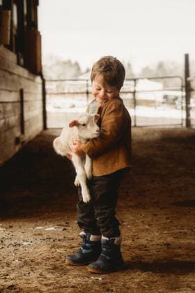 little boy smiling at a lamb Beaver, West Virginia, United States CR_ZVBJ250121-1628498-01 ,model released, Symbolfoto