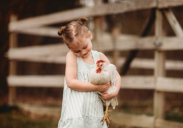 little girl holding a chicken by a fence Beaver, West Virginia, United States CR_ZVBJ250121A-1628483-01 ,model released, Symbolfoto