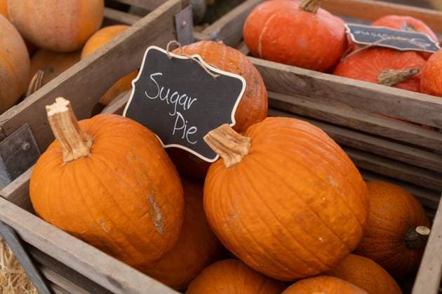 Wooden crates displaying bright orange Sugar Pie pumpkins at a market Mead, Washington, United States R_XICN250120-1610657-01
