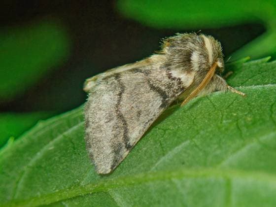 Eichenprozessionsspinner, Eichen-Prozessionsspinner (Thaumetopoea processionea), sitzt auf einem Blatt, Seitenansicht, Deutschland oak processionary moth (Thaumetopoea processionea), perching on a leaf, side view, Germany BLWS719299 *** Oak processionary moth, Oaks Processional Moth Thaumetopoea processionea , sits at a Leaf, Side view, Germany Oak Processionary Moth Thaumetopoea processionea , perching ON a leaf, Side view, Germany BLWS719299 Copyright: xblickwinkel W.xWillnerx