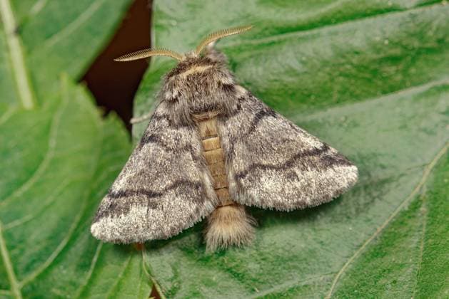 Eichenprozessionsspinner, Eichen-Prozessionsspinner (Thaumetopoea processionea), sitzt auf einem Blatt, Aufsicht, Deutschland oak processionary moth (Thaumetopoea processionea), perching on a leaf, dorsal view, Germany BLWS719343 *** Oak processionary moth, Oaks Processional Moth Thaumetopoea processionea , sits at a Leaf, Supervision, Germany Oak Processionary Moth Thaumetopoea processionea , perching ON a leaf, dorsal view, Germany BLWS719343 Copyright: xblickwinkel W.xWillnerx