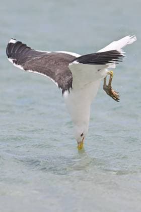 Creative Highlights World Wildlife Attractions In Otago Peninsula In New Zealand A black-backed gull seeks food at Sandfly Bay in Dunedin, New Zealand, on January 22, 2025. Sandfly Bay is one of the most popular destinations on the Otago Peninsula, featuring yellow-eyed penguins, sea lions, fur seals, and other wildlife. Dunedin New Zealand  Copyright: xSankaxVidanagamax originalFilename: vidanagama-notitle250122_npFMs.jpg