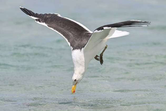 Wildlife Attractions In Otago Peninsula In New Zealand A black-backed gull seeks food at Sandfly Bay in Dunedin, New Zealand, on January 22, 2025. Sandfly Bay is one of the most popular destinations on the Otago Peninsula, featuring yellow-eyed penguins, sea lions, fur seals, and other wildlife. Dunedin New Zealand  Copyright: xSankaxVidanagamax originalFilename: vidanagama-notitle250122_npjFq.jpg