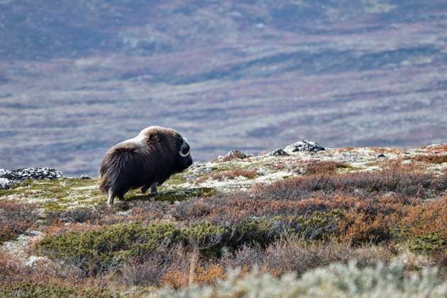 Creative Highlights World Norwegen - Moschusochsen (Ovibos moschatus), fotografiert am 7. September 2024 im Dovrefjell in Norwegen. Hjerkinn Norwegen Norwegen _JK15501 *** Norway Musk oxen Ovibos moschatus , photographed on September 7, 2024 in Dovrefjell in Norway Hjerkinn Norway Norway JK15501