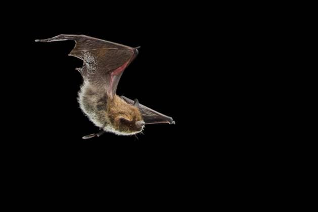 Alpenfledermaus, Alpen-Fledermaus (Hypsugo savii, Pipistrellus savii), nachts im Flug bei der Jagd, Frankreich Savi s pipistrelle (Hypsugo savii, Pipistrellus savii), in flight at night while hunting, France BLWS721883 *** Alpine bat, Alps Bat Hypsugo savii, Pipistrellus savii , at night at Flight at the Hunting, France savi S Pipistrelle Hypsugo savii, Pipistrellus savii , in Flight AT Night while hunting, France BLWS721883 Copyright: xblickwinkel AGAMI T.xDoumax