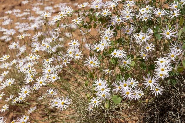 Alkali-Sumpf-Asterblüten im Capitol Reef National Park, Utah, USA Alkali Marsh Aster Flowers in Capitol Reef National Park, Utah, USA Copyright: xZoonar.com dvlcomxwww.dvlcom.co.ukx 22653531
