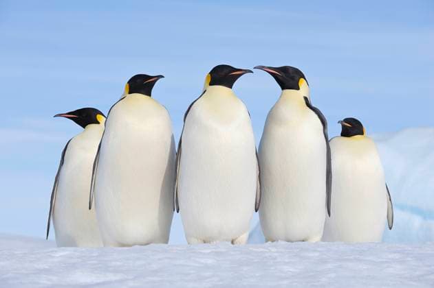 Creative Highlights World Group of adult emperor penguins on Snow Hill Island, Antarctica., RUEF04600
