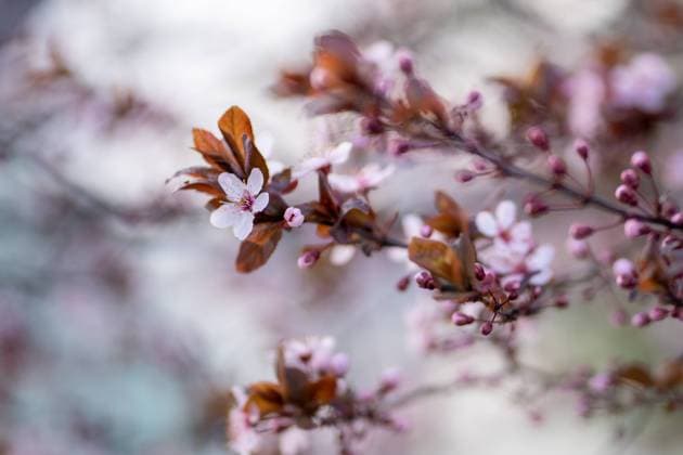 Zweig einer blühenden Pflaume mit rosa Blüten in Großaufnahme. Japanische Sakura-Kirschblüten. Frühlingszeit Zweig einer blühenden Pflaume mit rosa Blüten in Großaufnahme. Japanische Sakura-Kirschblüten. Frühlingszeit ,model released, Symbolfoto Copyright: xZoonar.com DmitriixMarchenkox 22669311 ,model released, Symbolfoto ,property released