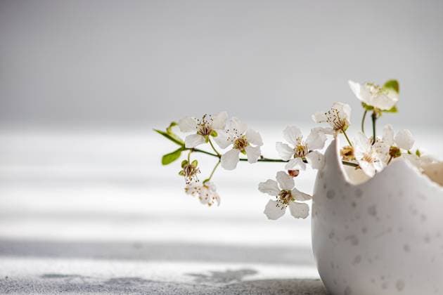 White cherry blossoms extend elegantly from a speckled ceramic vase, placed against a soft blurry background. This serene and gentle arrangement is perfect for the Easter holiday, capturing the essence of spring renewal. Model Released AnnaBogush_ID26004_750172_011 Copyright: xAnnaxBogushx RECORD DATE NOT STATED