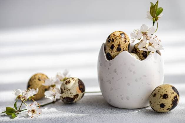 A serene Easter composition featuring quail eggs nestled in a textured white ceramic egg holder, adorned with delicate spring blossoms. Soft light enhances the festive and natural aesthetic. Model Released AnnaBogush_ID26004_750174_012 Copyright: xAnnaxBogushx RECORD DATE NOT STATED