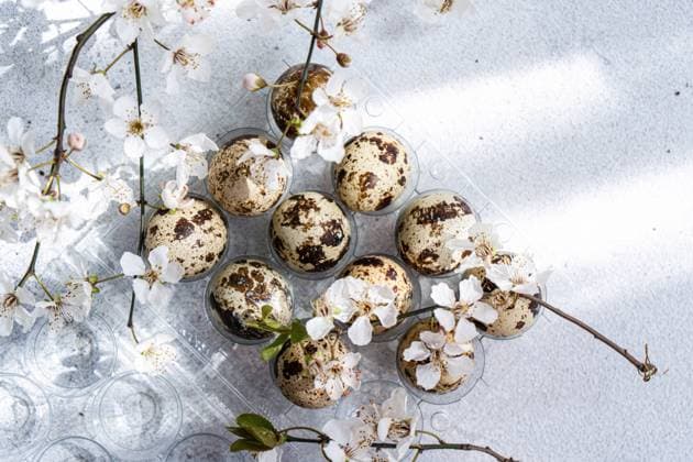 Top view of quail eggs and delicate cherry blossoms placed on a plastic egg tray. The composition conveys a fresh and natural setting, ideal for Easter decor themes. Model Released AnnaBogush_ID26004_750179_014 Copyright: xAnnaxBogushx RECORD DATE NOT STATED