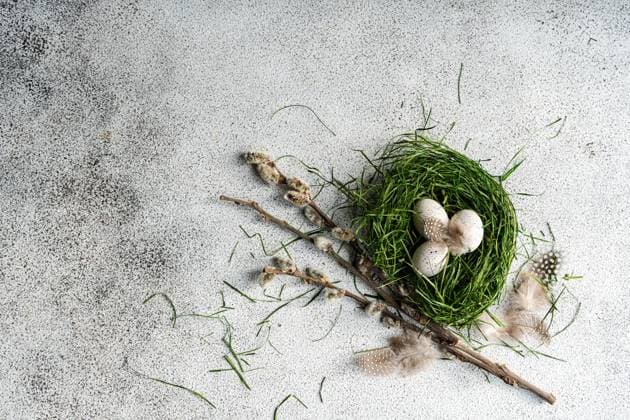 Top view of a rustic Easter setting featuring a nest made of fresh green grass, adorned with spotted eggs and natural twigs. Feathery elements add a delicate touch to the textured gray background, symbolizing spring and renewal. Model Released AnnaBogush_ID26004_750197_020 Copyright: xAnnaxBogushx RECORD DATE NOT STATED