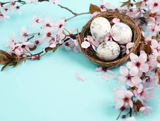 Bunte Ostereier in einem Vogelnest, rosa Kirschblüten, Urlaub Grußkarte, Frühling Colored easter eggs in a bird nest, pink cherry blossoms, holiday greeting card, spring season background Copyright: xZoonar.com BeritxKesslerx 22681426