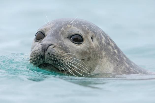 Seehund, See-Hund (Phoca vitulina), schaut aus dem Wasser heraus, Portraet, Island, Southern Region harbor seal, common seal (Phoca vitulina), looking out of the water, portrait, Iceland, Southern Region BLWS722467 *** Seal, Lake Dog Phoca vitulina , looks from the Water out, Portraet, Iceland, Southern Region Harbor seal, Common Seal Phoca vitulina , Looking out of The water, portrait, Iceland, Southern Region BLWS722467 Copyright: xblickwinkel AGAMI S.xGattox