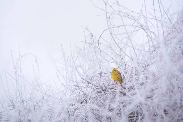 Creative Highlights World Goldammer auf gesäumtem Ast Yellowhammer on rimed branch Copyright: xZoonar.com EwaldxFrx 22685089