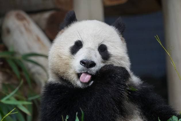 Entertainment Themen der Woche KW04 Entertainment Bilder des Tages January 24, 2025, Washington, District of Columbia, USA: The giant panda Bao Li eats in his enclosure at the National Zoo in Washington D.C. The zoo debuted the new pandas Bao Li and Qing Bao for the first time on January 24, 2025. Washington USA - ZUMAl312 20250124_znp_l312_029 Copyright: xAndrewxLeydenx