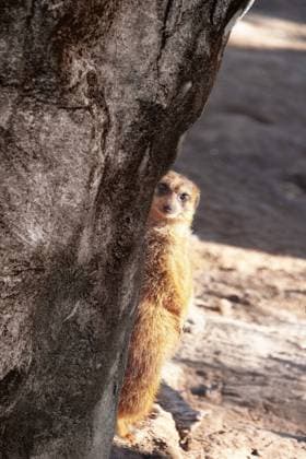 Creative Highlights World Niedliches Erdmännchen versteckt sich hinter einem Baum Cute meerkat hides behind a tree and looking at the camera Copyright: xZoonar.com LenaxIliopouloux 22682025
