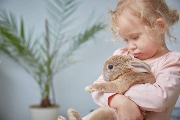 Niedliches Kleinkind, das ein lockiges Kaninchen zu Hause umarmt. Mädchen mit Kaninchen, Haustierhase. copy space. Cute girl todler hugging a curly rabbit at home. girl with rabbit, pet bunny. copy space ,model released, Symbolfoto Copyright: xZoonar.com kutan.rux 22683098 ,model released, Symbolfoto ,property released