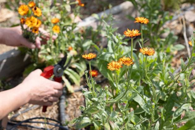Hands Picking Vibrant Orange Flowers in Garden Kelowna, British Columbia, Canada CR_PESF250124-1549713-01 ,model released, Symbolfoto