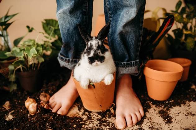 ppts snd dirt around feet and baby bunny Beaver, West Virginia, United States CR_ZVBJ250124-1630667-01