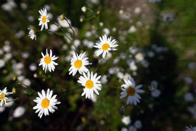 Indian perennial chamomile blossoms in the field. High quality photo , 49082532.jpg, background, garden, nature, perennial, white, aster, aster-false, asteraceae, background-daisy, beautiful-daisy, bloom, blooming, blue star, bright, camomile, chamomile, close up, close up flower, common, daisies, daisy family, daisy flower, daisy flowers, daisy oxeye, delicate flowers, floral, flower background, head, herbaceous, herbaceous border, incisa, indian aster, japanese, japanese aster, kalimeris aster, kalimeris incisa, kalimeris indica, macro, macro flowers, madiva, outdoor, selective focus, soft focus, soft selective focus, summer, therapy, tropical, white color, white flower, wild flowers RECORD DATE NOT STATED