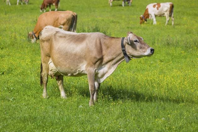 Tiroler Braunvieh steht grasend auf einer grünen Wiese. Eng Tal, Österreich, Europa Tyrolean Brown Swiss cattle stand grazing on a green meadow. Eng Valley, Austria, Europe Copyright: imageBROKER photoholic iblprw12363874.jpg