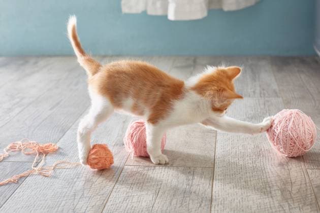 Kätzchen spielt auf dem Boden mit Wollknäueln. Lebensstil. kitten is playing on the floor with balls of wool. Lifestyle Copyright: xZoonar.com TatyanaxKutinax 22693126