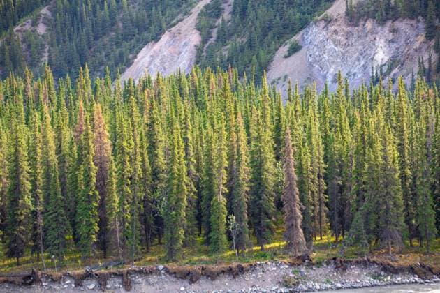 Creative Highlights World Lodgepole pine trees stand tall against a rugged mountain backdrop Denali Park, Alaska, United States R_KOUJ250120B-1630097-01