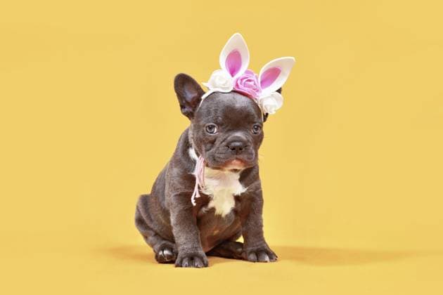 Schwarze Französische Bulldogge Hundewelpe mit Osterohren auf gelbem Hintergrund Black French Bulldog dog puppy with Easter ears on yellow background Copyright: imageBROKER Firn ibxmob12378639.jpg
