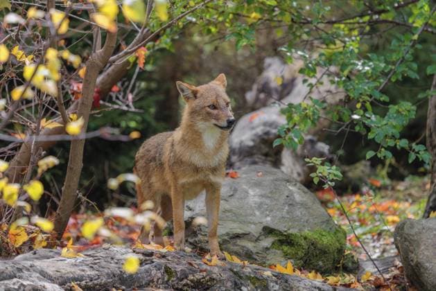 Ein Goldschakal (Canis aureus) steht auf einem verrottenden Baum, der zwischen Büschen und Felsen am Waldrand auf dem Boden liegt A golden jackal (Canis aureus) stands on a rotting tree lying on the ground between bushes and rocks at the edge of the forest Copyright: imageBROKER photoholic iblprw12409326.jpg