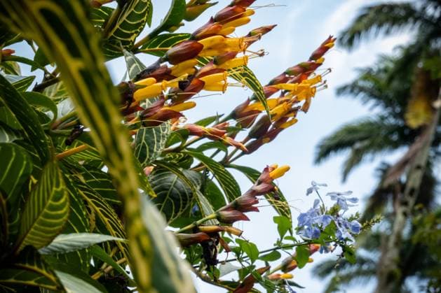 Travel Destination: Brazil A Sanchezia plant appears in a picture in Petropolis, Rio de Janeiro, Brazil, on January 28, 2025. Petropolis Rio de Janeiro Brazil  Copyright: xEmmanuelexContinix originalFilename: contini-travelde250128_npYuJ.jpg