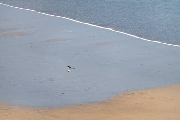 Creative Highlights World Ein isolierter Austernfischer am Nordweststrand von MacChair Carnish an der Westküste der Insel An isolated Oyster Catcher on The North West Beach at MacChair Carnish on the west coast of the Isle of Lewis, Scotland Copyright: xZoonar.com dvlcomxwww.dvlcom.co.ukx 22708940