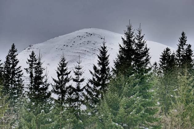 Creative Highlights World ZAKARPATTIA REGION, UKRAINE - JANUARY 21, 2025 - A mountain is behind spruce trees, Rakhiv district, Zakarpattia region, western Ukraine. Climbing Mount Petros from Kozmeshchyk tract  Copyright: xYuliixZozuliax