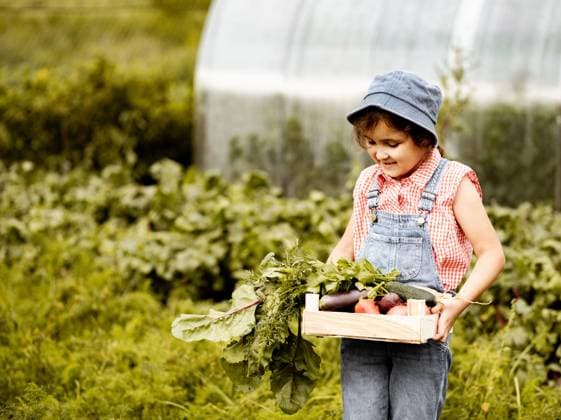 Niedliches Mädchen hält eine Holzkiste mit frisch geerntetem Gemüse von einem Bauernhof auf dem Land. Cute kid girl holding a wooden box with fresh just harvested vegetables of a countryside farm ,model released, Symbolfoto Copyright: xZoonar.com ZulfiiaxIshmukhametovax 22710444 ,model released, Symbolfoto ,property released