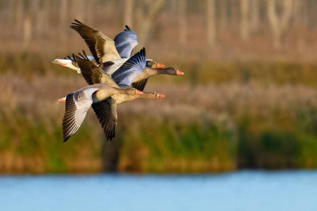 Creative Highlights World Fliegende Graugänse in der Abendsonne Fliegende Graugänse in der Abendsonne. Flying greylag geese in the evening sun. Copyright: xZoonar.com KARINxJAEHNEx 22709877