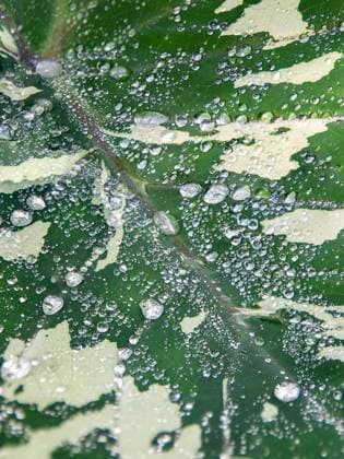 Creative Highlights World Nahaufnahme eines zweifarbigen Blattes einer Pflanze mit vielen Regentropfen Close up of a bicolored leaf of a plant with many rain drops building a tiny landscape Copyright: xZoonar.com LenaxIliopouloux 22716967