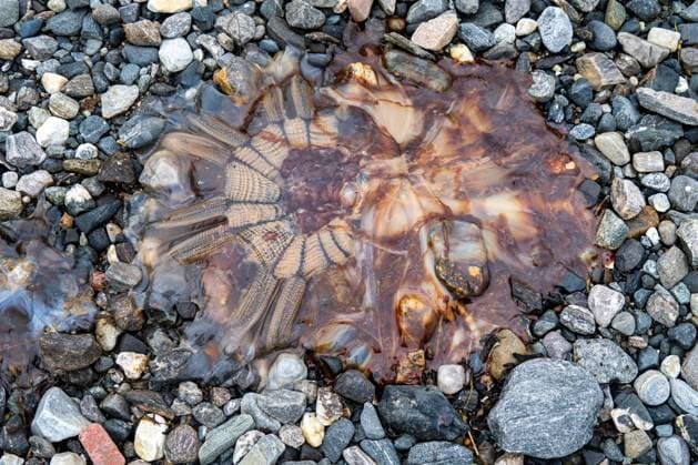 Creative Highlights World Gelbe Feuerqualle, Gelbe Haarqualle, Gelbe Nesselqualle, Feuerqualle (Cyanea capillata), gestrandete Feuerqualle, Norwegen, Troms, Tromsoe lions mane, giant jellyfish, hairy stinger, sea blubber, sea nettle, pink jellyfish, lion s mane jellyfish (Cyanea capillata), stranded lion s mane jellyfish, Norway, Troms, Tromsoe BLWS722968 *** Yellow Fire jellyfish, Yellow Hair jellyfish, Yellow Nettle jellyfish, Feuerqualle Cyanea capillata , Stranded Fire jellyfish, Norway, Troms, Tromsoe Lions mane, Giant jellyfish, hairy stinger, Sea blubber, Sea nettle, Pink jellyfish, Lion S Mane Jellyfish Cyanea capillata , stranded Lion S Mane jellyfish, Norway, Troms, Tromsoe BLWS722968 Copyright: xblickwinkel H.xBaesemannx