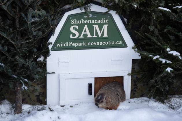 Kanada, Murmeltiertag 2025, Groundhog Day im Shubenacadie Wildlife Park in Nova Scotia February 2, 2025, Subenacadie, Ns, Canada: Shubenacadie Sam exits her burrow at a Groundhog Day event at the Shubenacadie Wildlife Park in Nova Scotia on Sunday, Feb. 2, 2025. Sam saw her shadow and predicts six more weeks of winter. Subenacadie Canada  - ZUMAc35_ 20250202_zaf_c35_001 Copyright: xDarrenxCalabresex