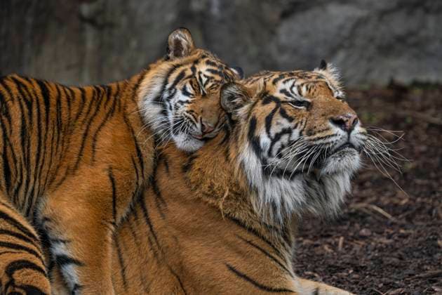 Entertainment Themen der Woche KW05 Entertainment Bilder des Tages Eine Sumatra-Tigerin (Panthera tigris sumatrae) mit irem am 25.02.2024 geborenen Nachwuchs Im Alfred-Brehm-Haus im Tierpark Berlin in Berlin-Friedrichsfelde. *** A Sumatran tigress Panthera tigris sumatrae with her offspring born on 25 02 2024 In the Alfred Brehm House at Tierpark Berlin in Berlin Friedrichsfelde