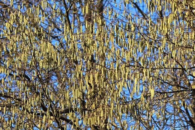 Haselnuss im Winter Die gelbe, männliche Haselnussblüte in der Landschaft leuchtet bereits im Februar *** Hazelnut in winter The yellow, male hazelnut blossom in the landscape is already shining in February