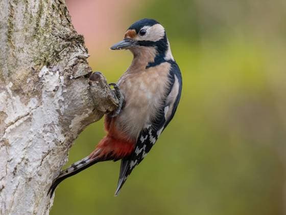 Buntspecht auf Baumstamm Buntspecht auf Baumstamm Copyright: xZoonar.com WeronikaxTyczynskax 22746981